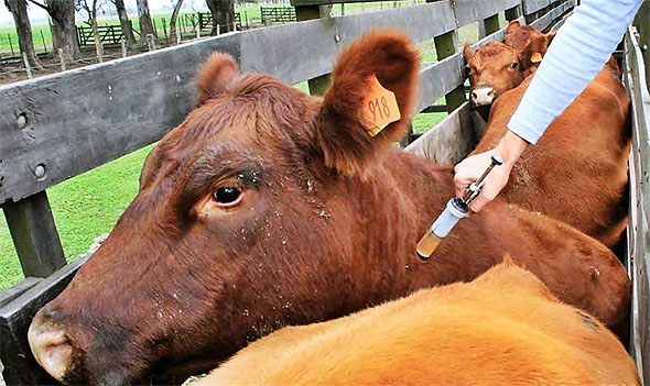 Anti-Foot-and-Mouth-Anti-Brucelic Vaccination Underway in Formosa – AGROPERFILES