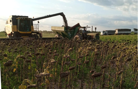 SIGUE LA TRILLA DE GIRASOL EN EL CHACO - AGROPERFILES