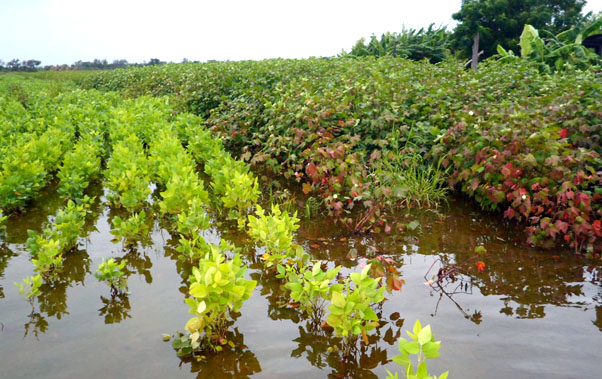 SIGUE LA LLUVIA EN CHACO EN GANCEDO CAYERON 320 MM AGROPERFILES