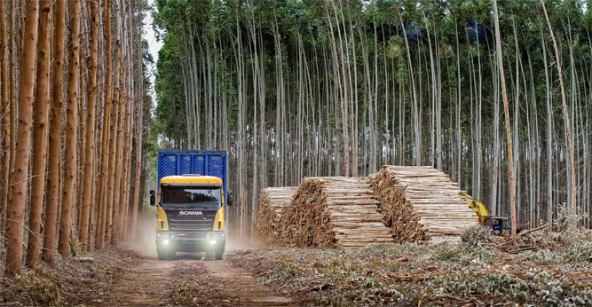 La otra cara: El sector forestal trabaja por la instalación de pasteras en  Corrientes y Entre Ríos - AGROPERFILES