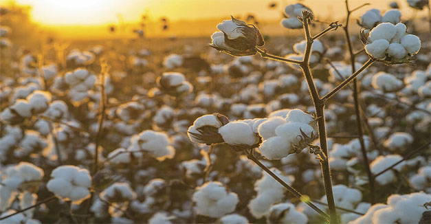 El algodón sigue batiendo records de precios