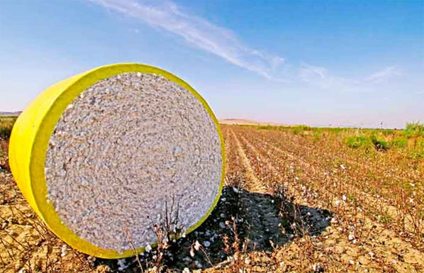 Relleno de algodón crudo cultivado en los Estados Unidos. (3 libras)