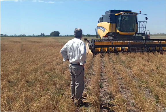 Garbanzos en el Chaco Alentador ensayo de un productor AGROPERFILES