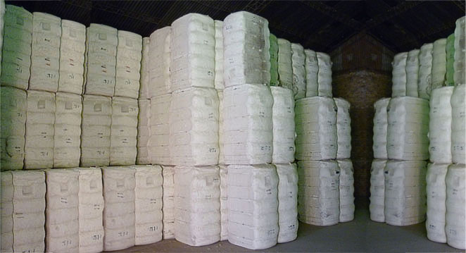 Diciembre con subas en el precio de la fibra de algodón