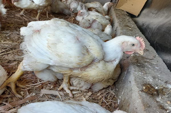 El calor mató a centenares de gallinas en Chaco