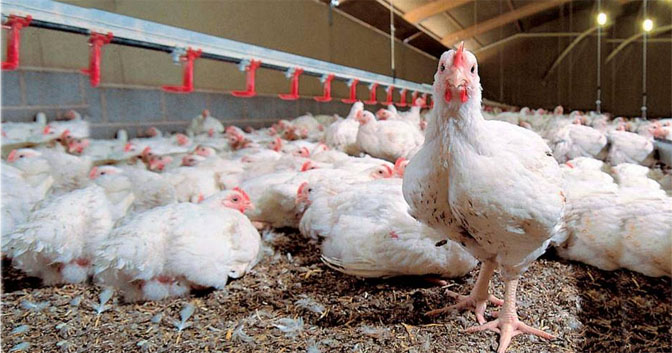 Influenza aviar altamente patógena: refuerzan medidas