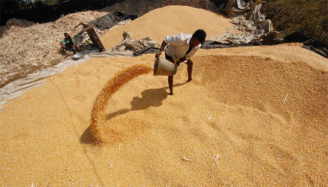 India frena las exportaciones de maíz