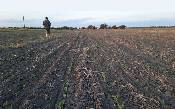 En medio de la sequía, avanza lentamente la siembra de soja en Chaco