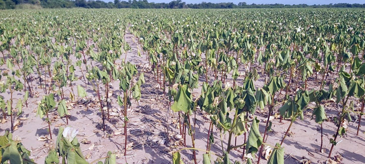 La sequía pone contra las cuerdas al girasol, al algodón y al maíz