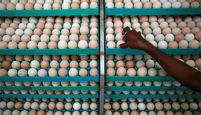 La India tendrá exportaciones record de huevos ante escases en Malasia