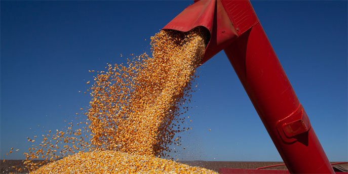 El maíz en baja en Rosario, como la soja