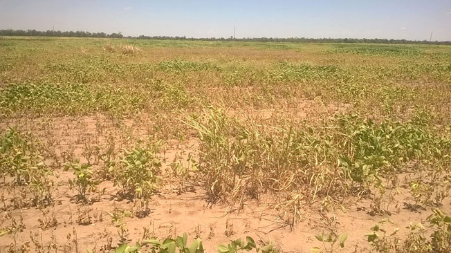 Complicada situación de los cultivos en el Chaco