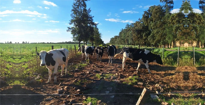 La lechería en el Chaco apunta a unir eslabones